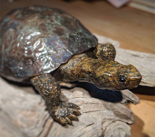 Pond Turtle