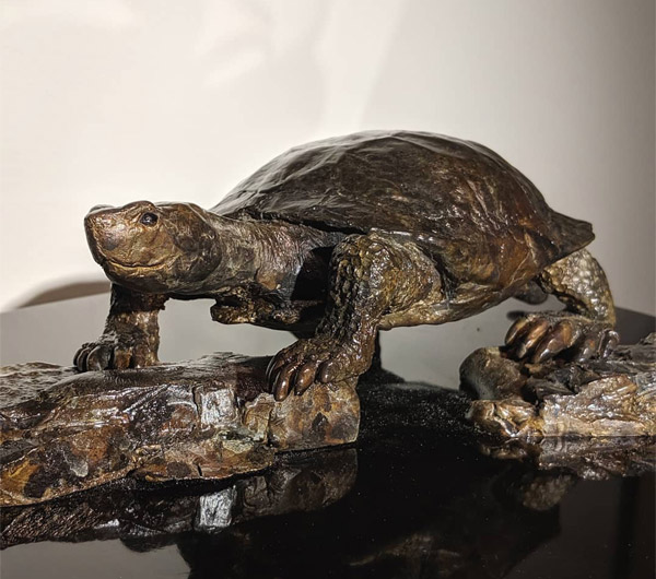 Pond Turtle