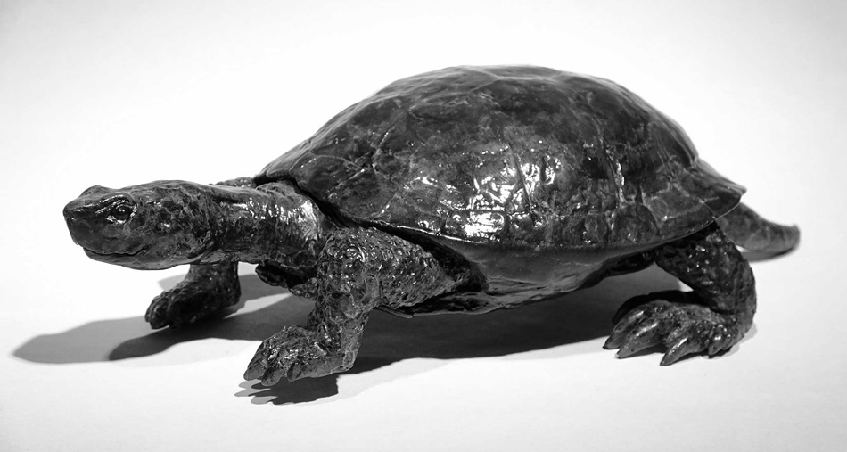 Santa Ana Zoo Turtle